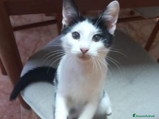 Europeo gatti Micino bianco/nero 2mesi e 1/2 CALABRIA - Annuncio 4