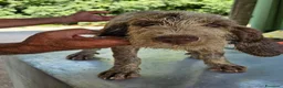 Spinone cani in vendita: Spinone Italiano con pedigree - Annuncio 5