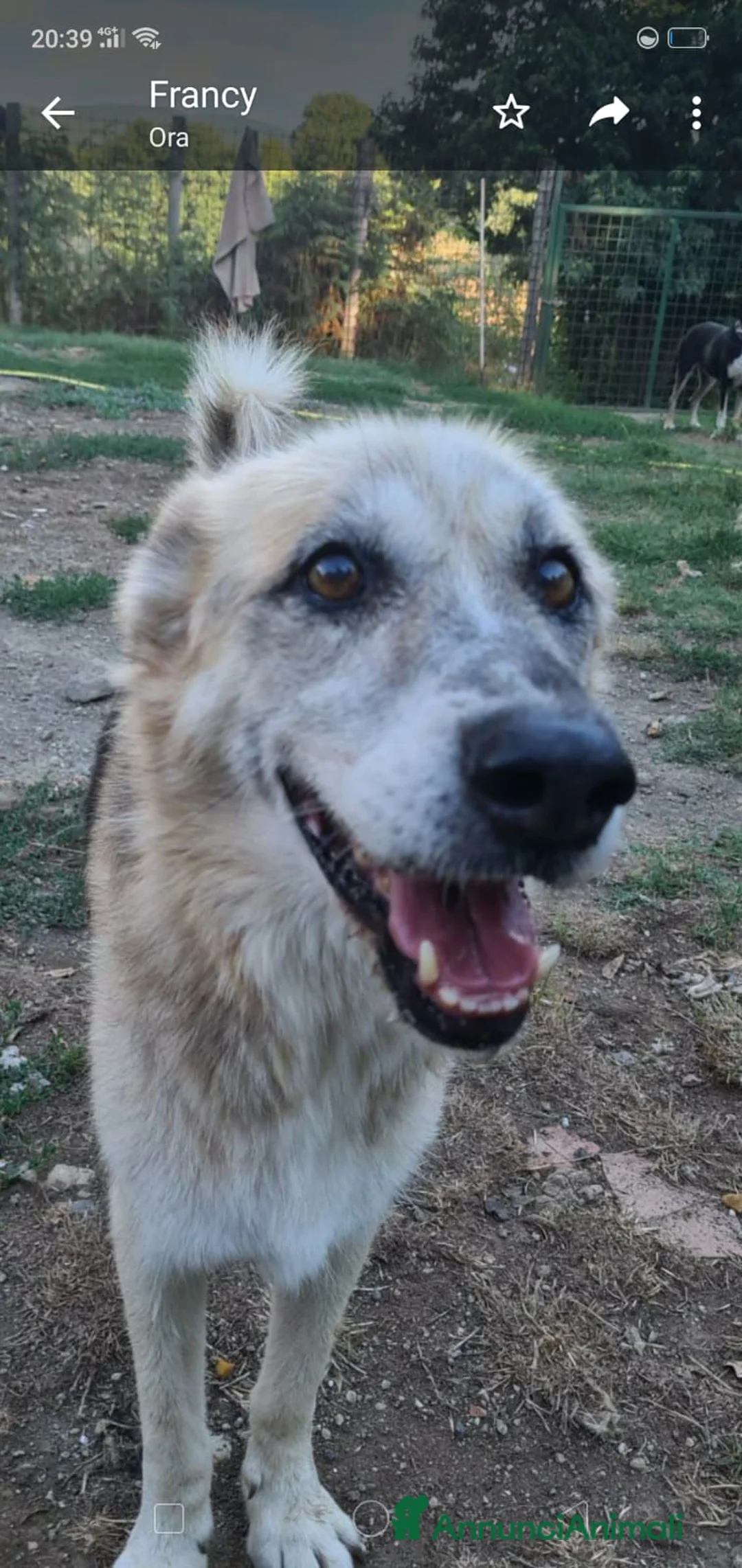 Meticcio cani in regalo: Pastore tg media 13anni salvato da 1lager.LAZIO a Città metropolitana di Milano - Annuncio 3