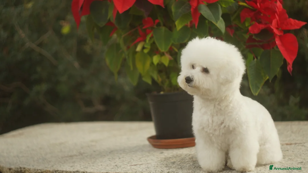 Bichon cani in vendita: Bichon Frise a Provincia del Sud Sardegna - Annuncio 18