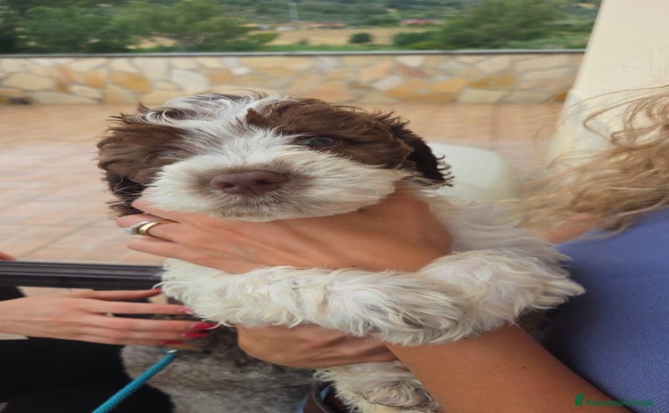 Lagotto cani a Città metropolitana di Roma Capitale - Annuncio 4