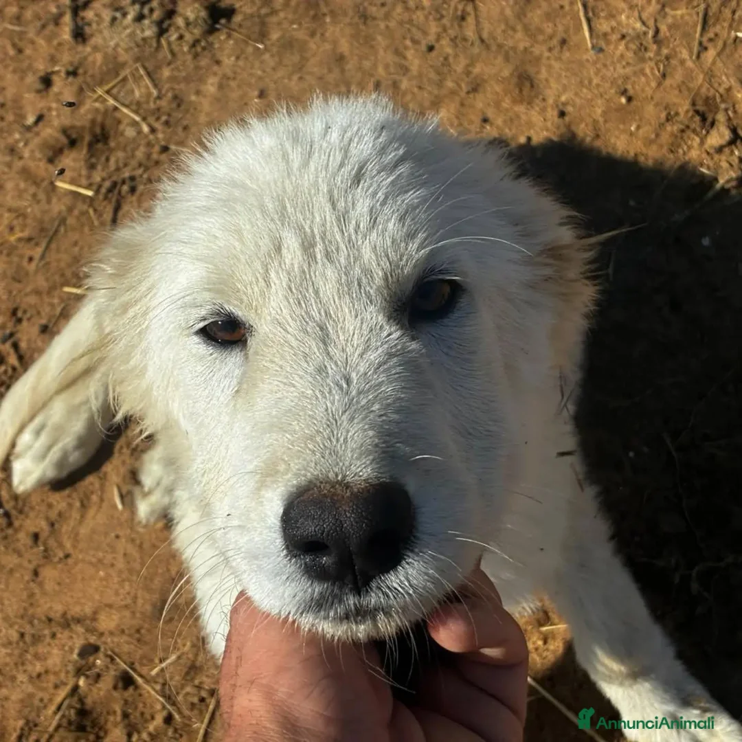 Meticcio cani in regalo: Mirtilla dolce cucciola 4 mesi cerca casa - Annuncio 5