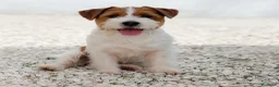 Jack Russell cani in vendita: Cuccioli jack russell lineaespositiva pelo ruvido  - Annuncio 7