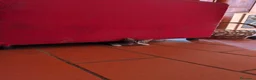 Europeo gatti in regalo: GRIGINO E NERISSIMO - Annuncio 12