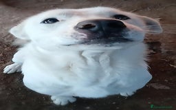 Labrador cani in regalo: Heide meravigliosa derivata labrador in adozione a Provincia di Latina - Immagine 3