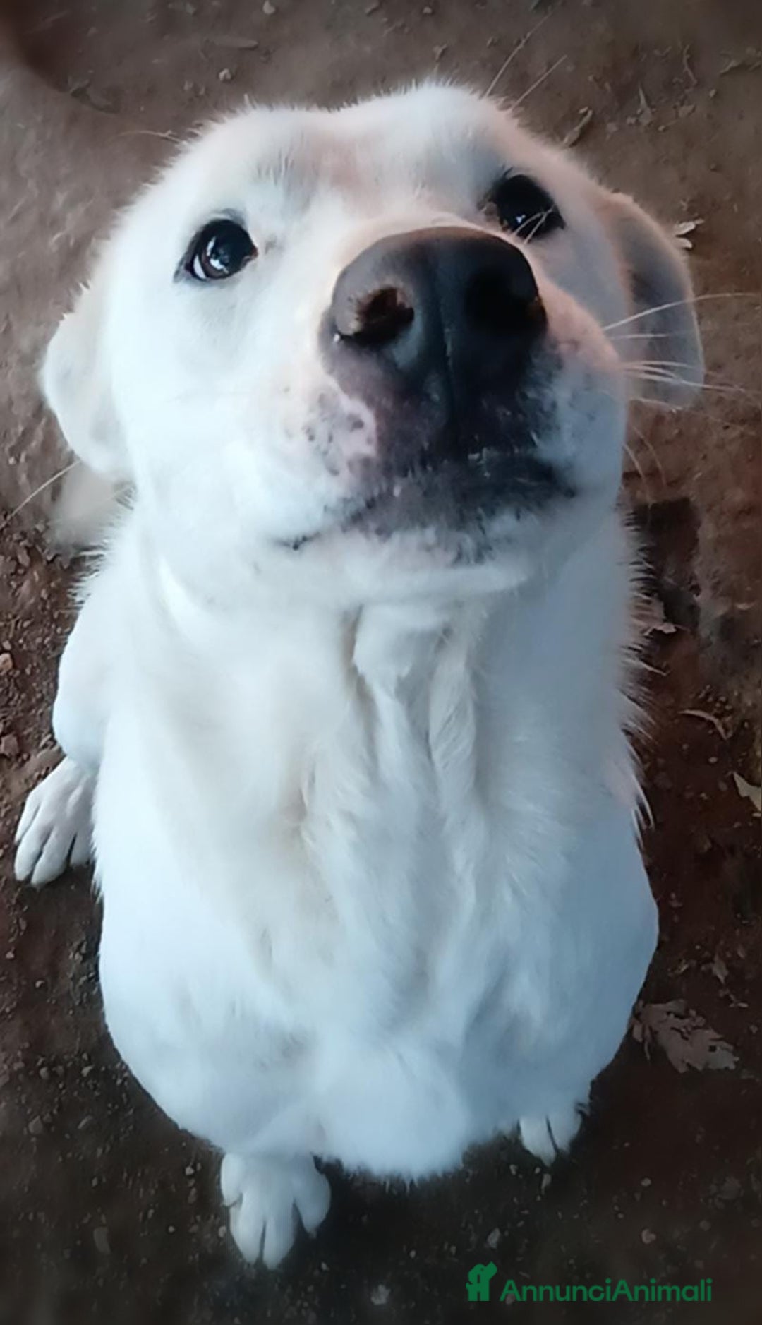 Labrador cani in regalo: Heide meravigliosa derivata labrador in adozione a Provincia di Latina - Immagine 3
