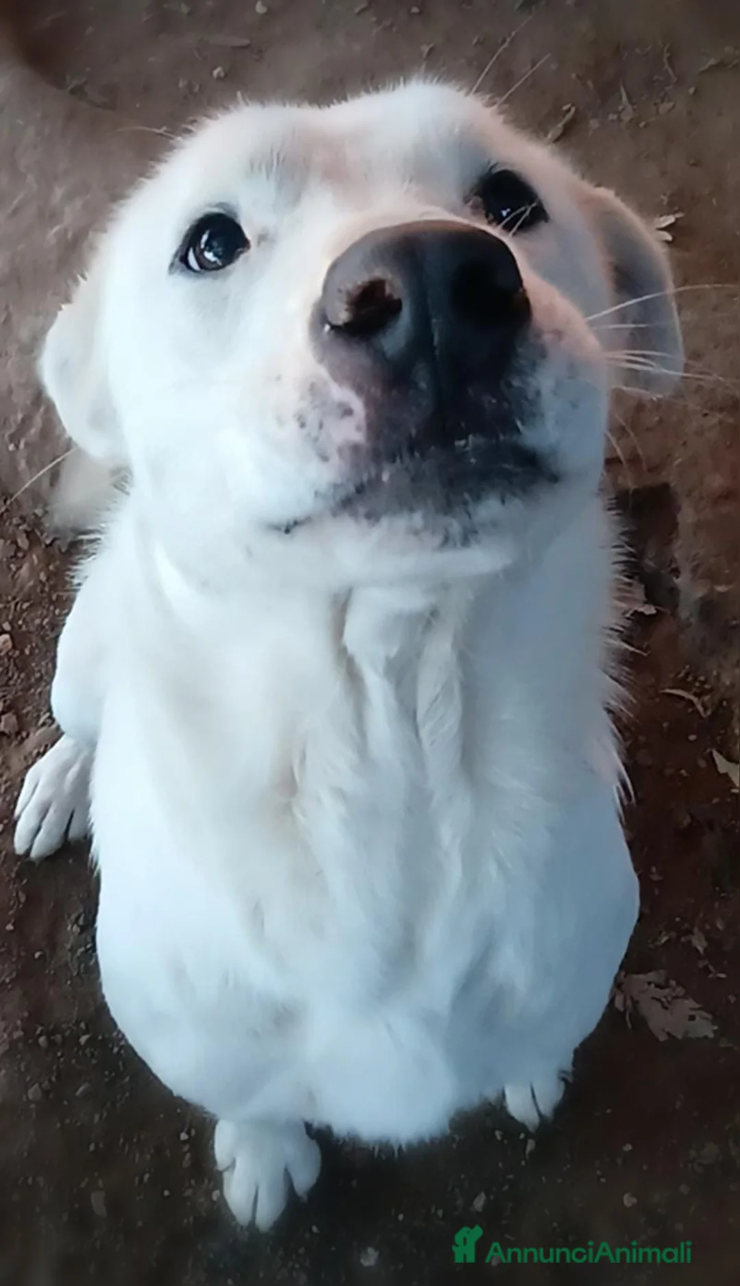 Labrador cani in regalo: Heide meravigliosa derivata labrador in adozione a Provincia di Latina - Annuncio 3