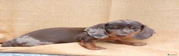 Bassotto cani in vendita: Bassotto Arlecchino Cioccolato  - Annuncio 10