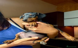 Pinscher Miniatura cani in vendita: Meraviglioso cucciolo di Pinscher Nano a Provincia di Perugia - Immagine 3