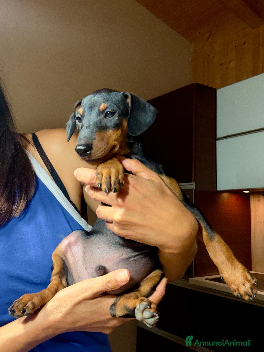 Pinscher Miniatura cani in vendita: Meraviglioso cucciolo di Pinscher Nano a Provincia di Perugia - Immagine 3