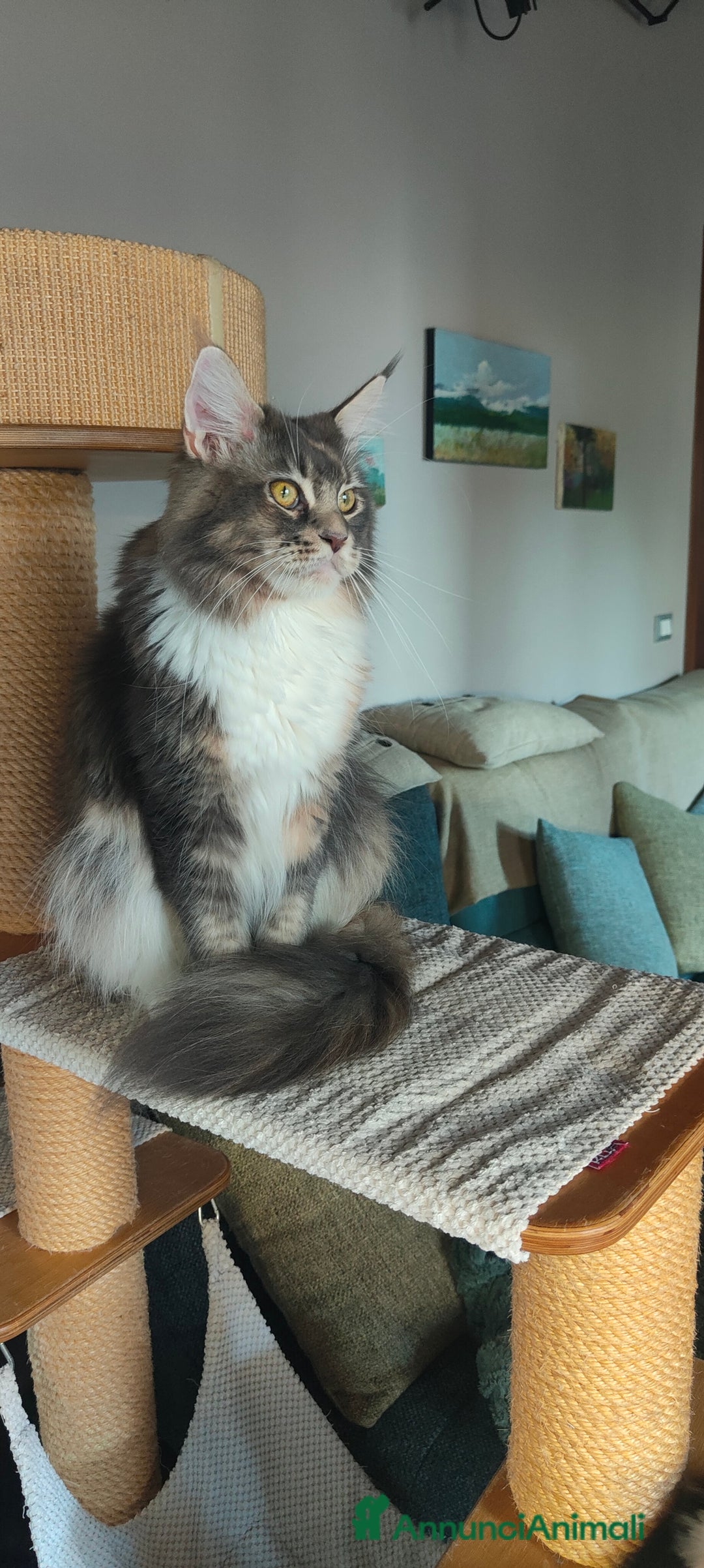 Maine Coon gatti in vendita: piccoli giganti Cattery - Annuncio 33