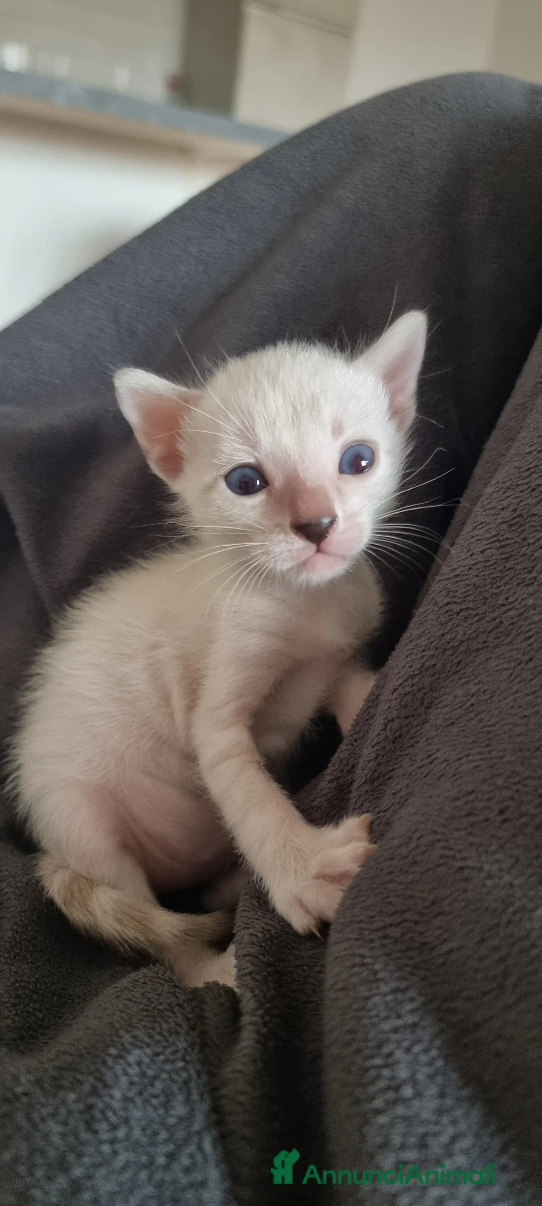 Bengala gatti in vendita: Gattini Bengala con Pedigree  - Annuncio 7