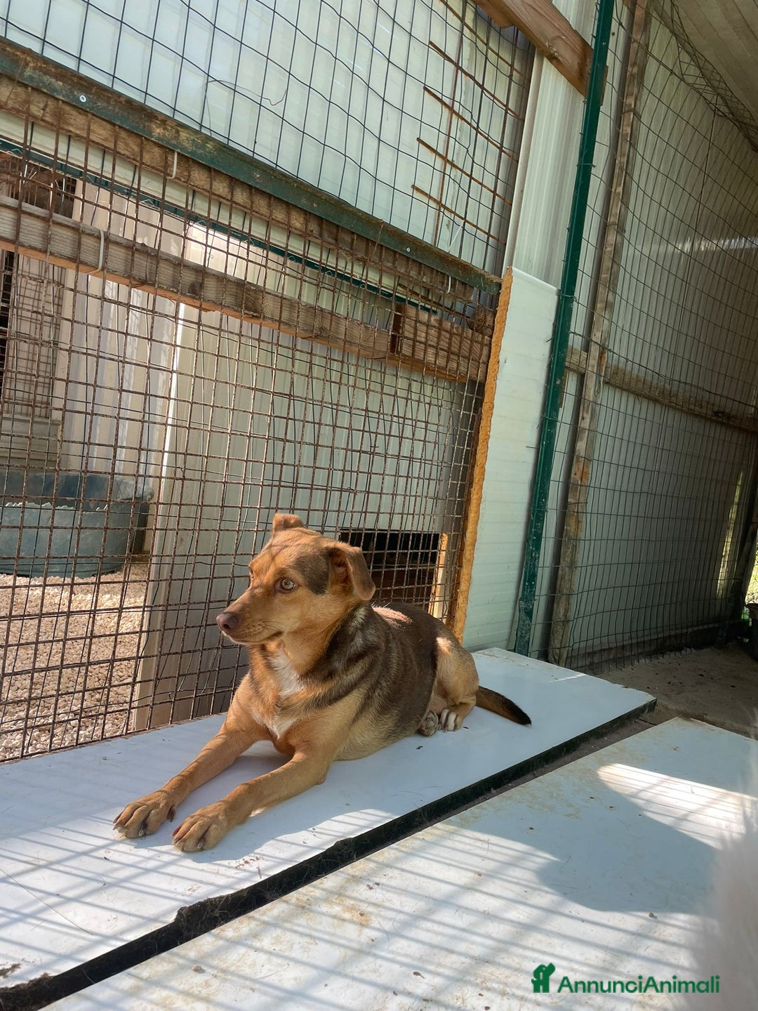 Meticcio cani in regalo: LA PICCOLA E DOLCE BIANCANEVE - Annuncio 3