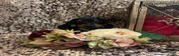 Bassotto cani in vendita: Cuccioli bassotti tedesco kaninchen e nano - Annuncio 8