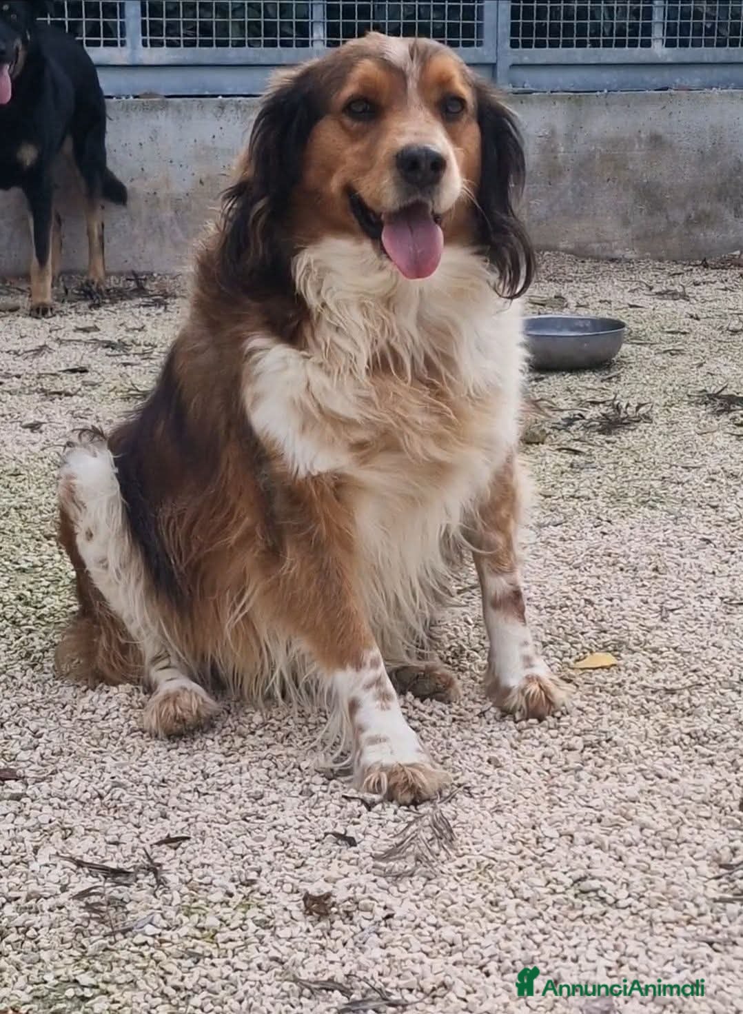 Meticcio cani ADOZ.DEL CUOR:ti aspetto qui dove,mi vedi da11anni - Annuncio 30