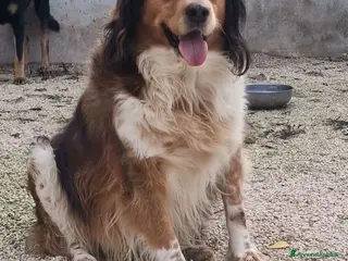 Meticcio cani ADOZ.DEL CUOR:ti aspetto qui dove,mi vedi da11anni - Annuncio 30