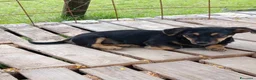 Bassotto cani in regalo: LEO, cucciolo mix BASSOTTO! Adorabile - Annuncio 3
