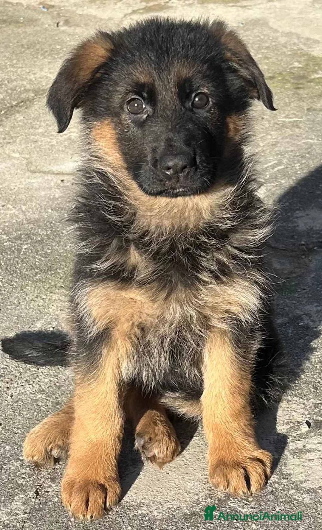 Pastore Tedesco cani in vendita: Cucciola femmina, pastore tedesco a Provincia di Como - Annuncio 1