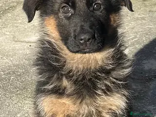 Pastore Tedesco cani Cucciola femmina, pastore tedesco - Annuncio 2