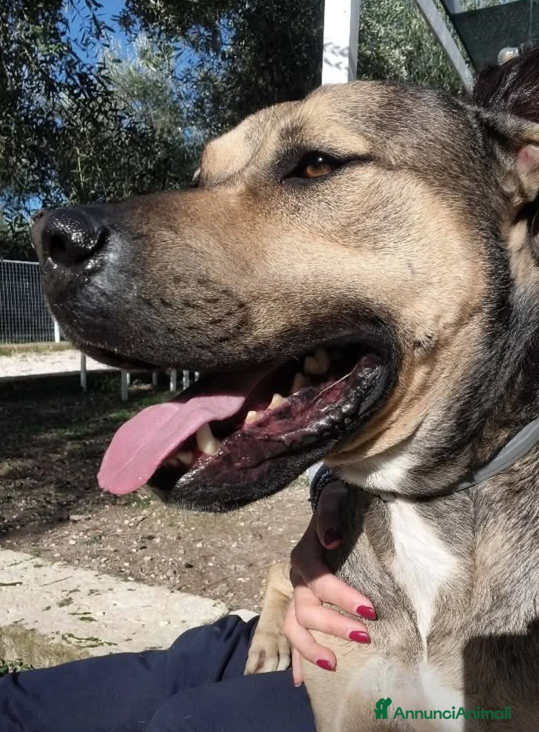 Meticcio cani in regalo: BOBBY CUOREAMORE CERCA  FAMIGLIA - Annuncio 6