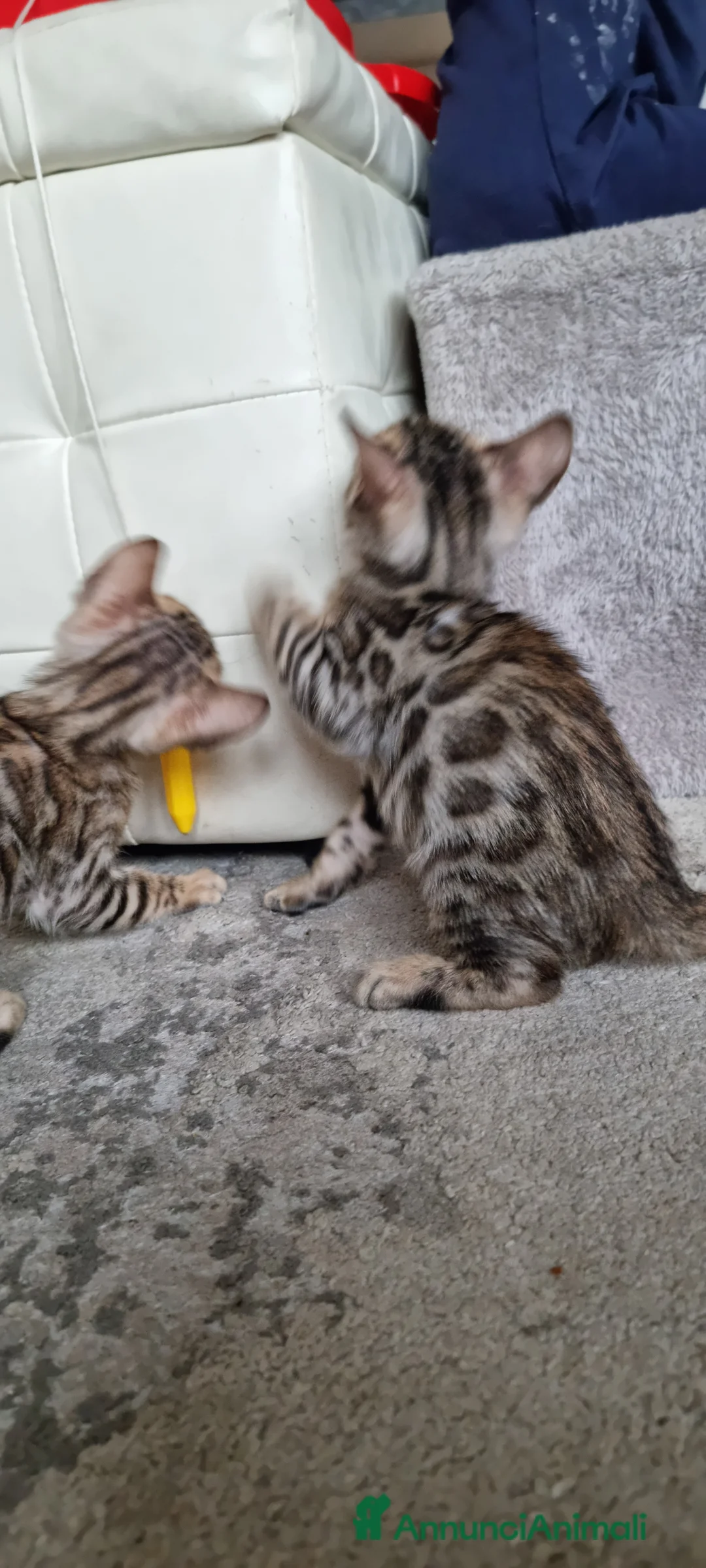 Bengala gatti in vendita: Gattina Bengala con Pedigree  - Annuncio 8