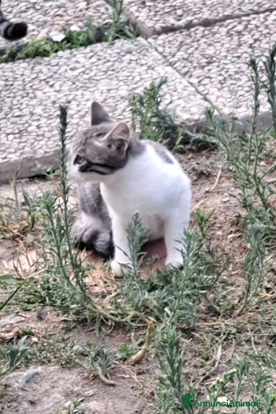 Meticcio gatti in regalo: 3mici 3mesi e 1/2( e mamma) da salvare! VOGHERA PV - Annuncio 2