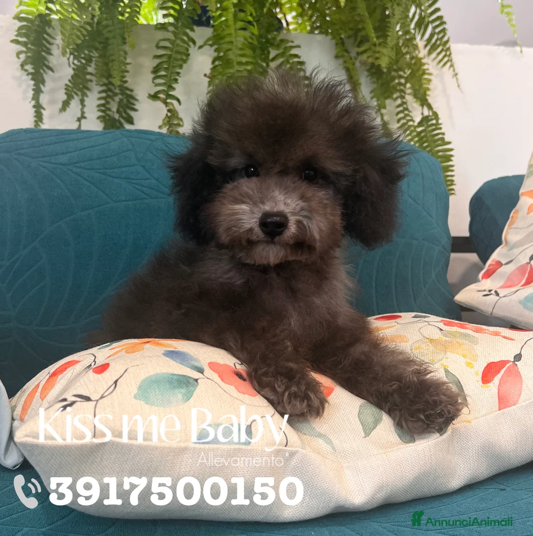 Immagine della galleria {{count}}