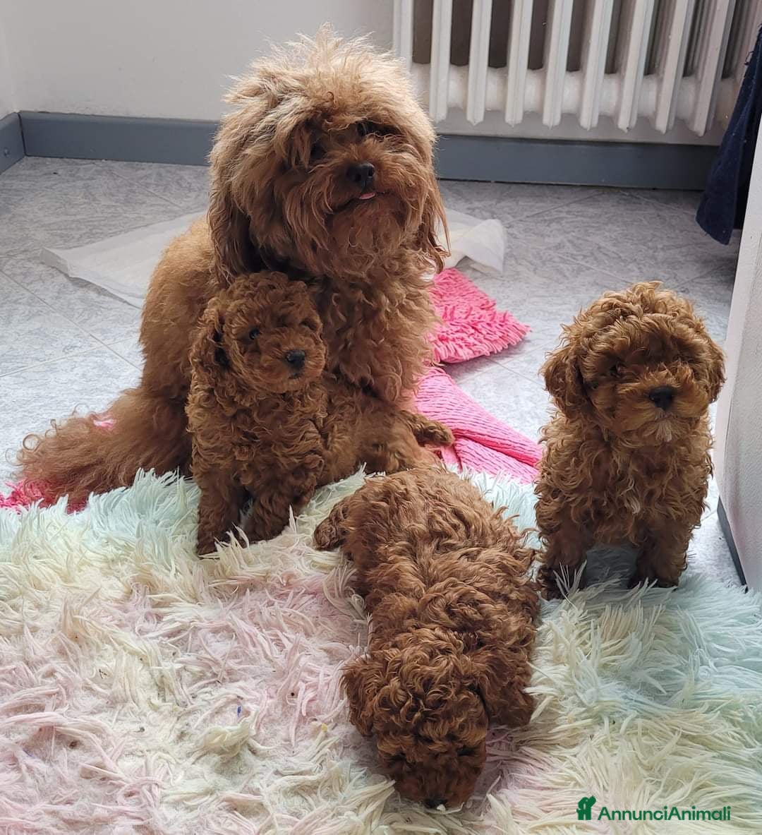 Barboncino Toy cani in vendita: BARBONCINO MASCHIO  RED - Annuncio 4