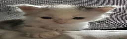 Maine Coon gatti in vendita: Mainecoon a Città Metropolitana di Venezia - Annuncio 5
