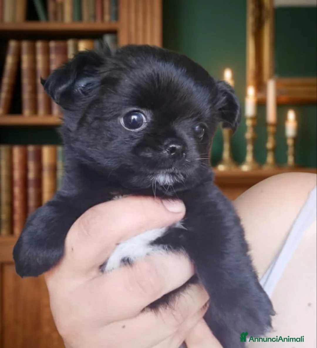 Chihuahua cani in vendita: Chihuahua con pedigree Enci pelo lungo - Annuncio 1