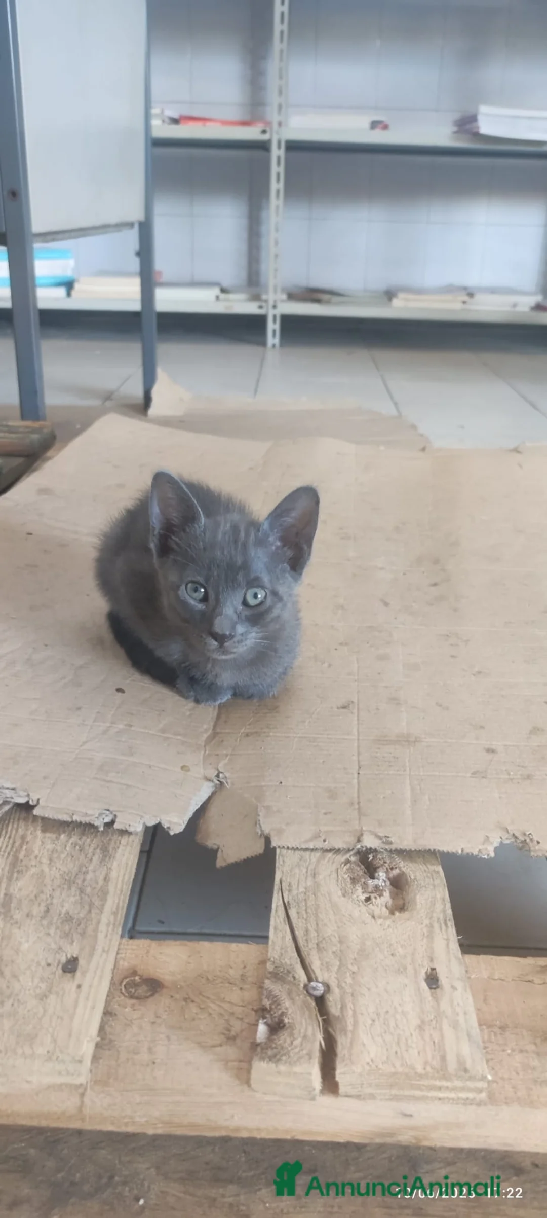 Europeo gatti in regalo: gattini - Annuncio 5