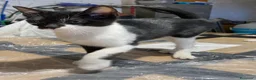 Europeo gatti in regalo: Gattini stupendi 🤩  - Annuncio 5