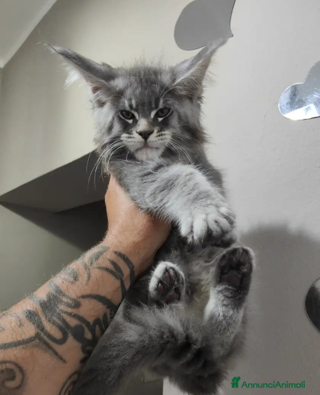 Maine Coon gatti in vendita: Cuccioli di Maine Coon Altissima Genealogia  a Provincia di Lucca - Immagine 1