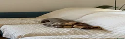 Bassotto Nano cani per accoppiamento: Spillo, disponibile per monta.  - Annuncio 4