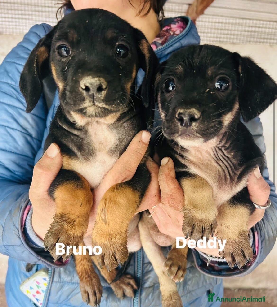 Meticcio cani CUCCIOLI TG P - Annuncio 35