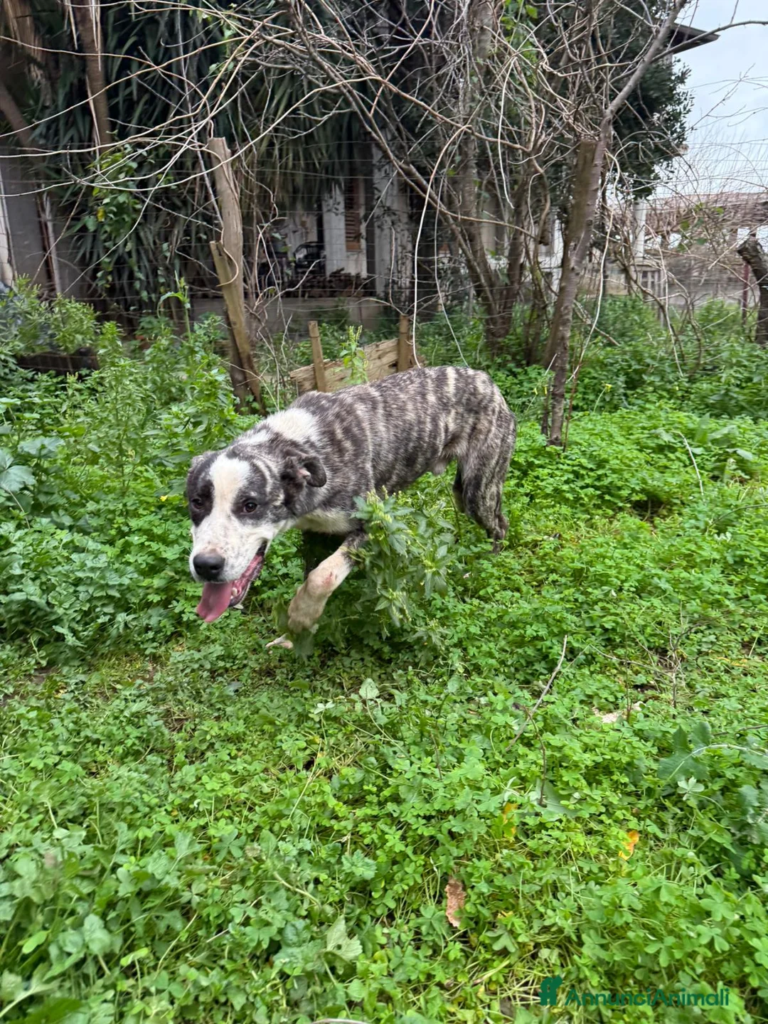 Meticcio cani in regalo: OTIS ASPETTA UNA MAMMA  - Annuncio 6