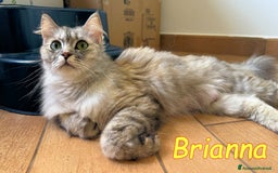 Persiano gatti in regalo: BRIANNA SPLENDIDA GATTINA PERSIANA a Città metropolitana di Roma Capitale - Immagine 5