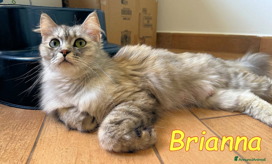 Persiano gatti in regalo: BRIANNA SPLENDIDA GATTINA PERSIANA a Città metropolitana di Roma Capitale - Immagine 5