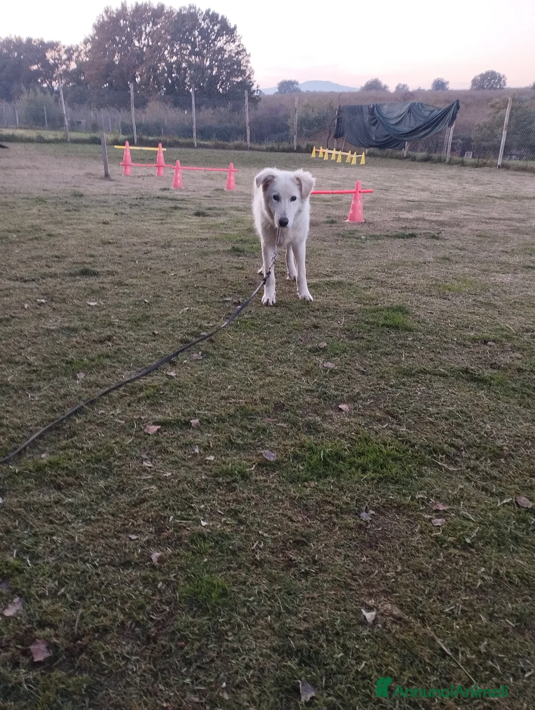 Pastore Maremmano cani in regalo: Simpatico derek - Annuncio 3