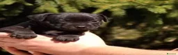 Staffordshire cani in vendita: Cuccioli Staffordshire bull terrier - Annuncio 3