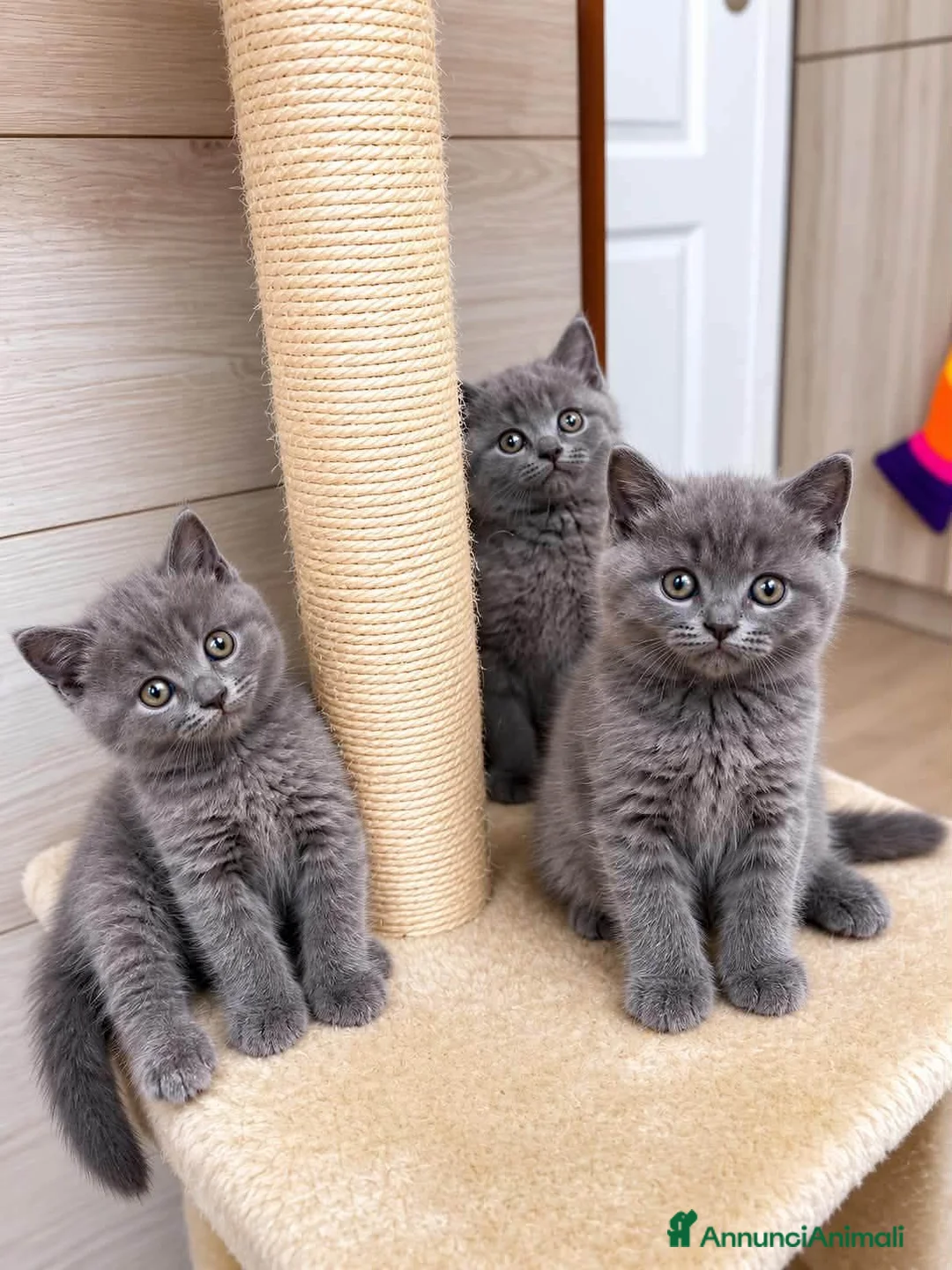 British gatti in vendita: Cuccioli British shorhair  - Annuncio 2