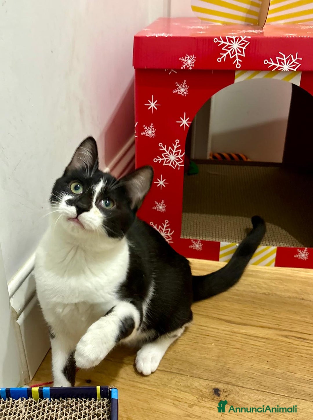 Europeo gatti in regalo: CAMILLA E CARLETTA GATTINE ADORABILI - Annuncio 4