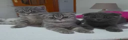 Scottish gatti in vendita: Cuccioli Scottish fold e straight.  - Annuncio 5