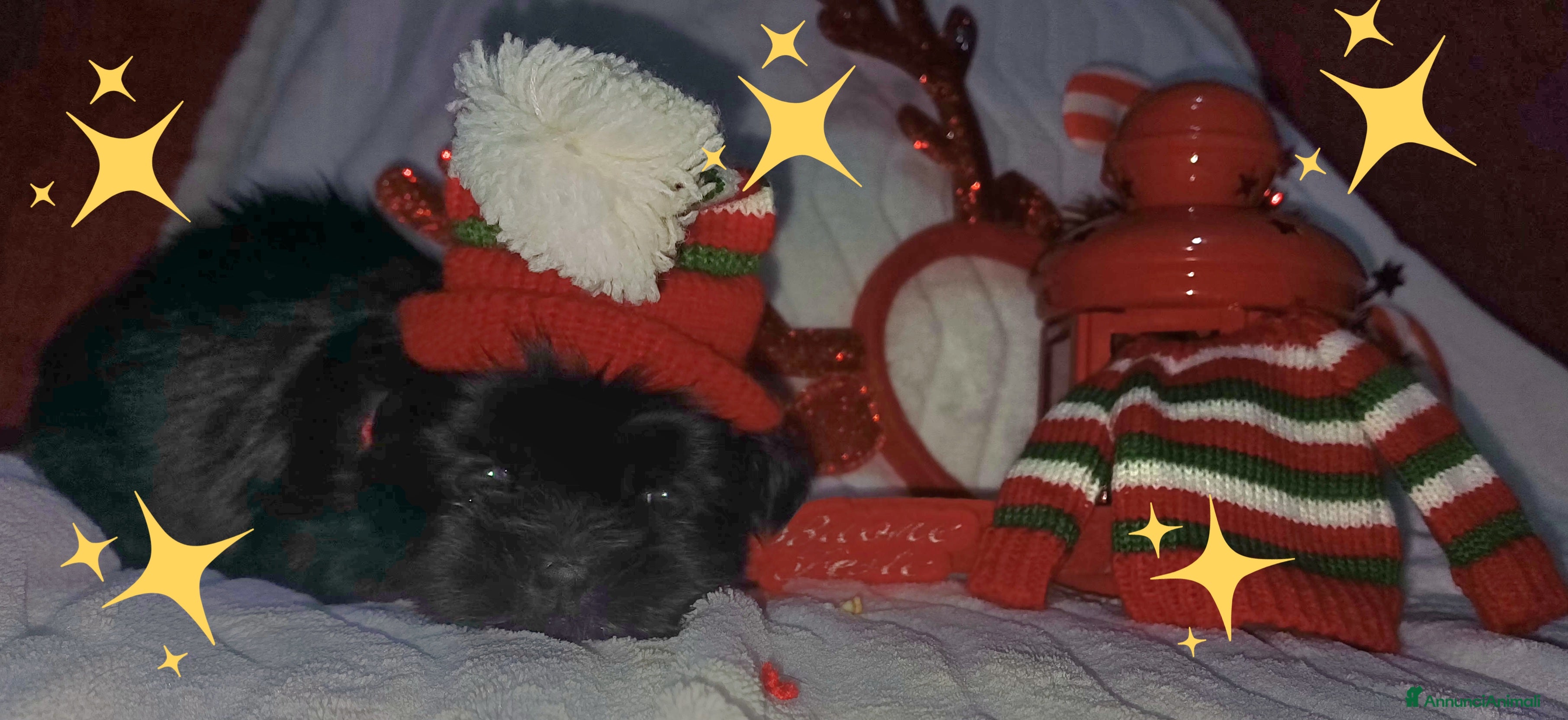 Shih Tzu cani Cuccioli shitzu  - Annuncio 2