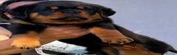 Rottweiler cani in vendita: Cuccioli Rottweiler pedigree enci - Annuncio 4