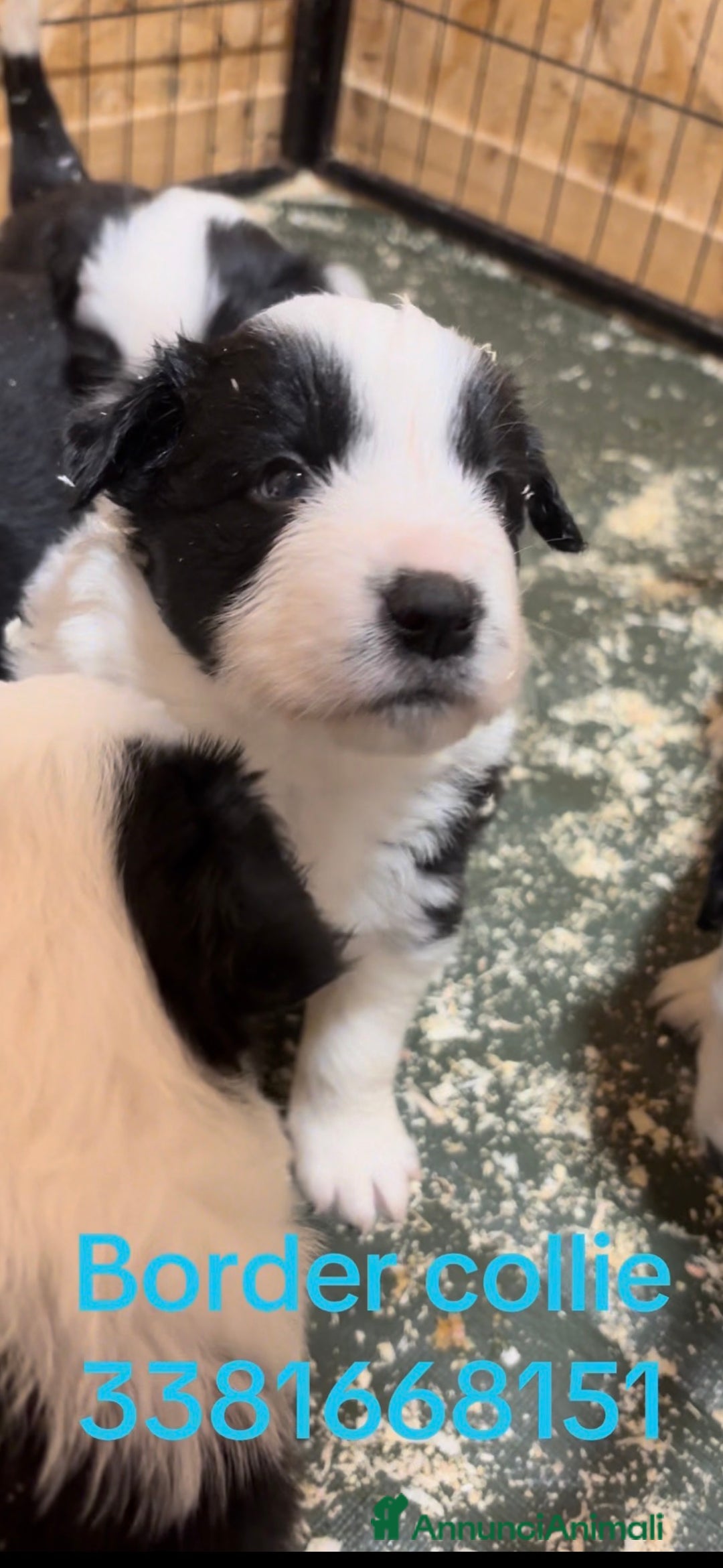 Border Collie cani in vendita: Border collie con Pedigree - Allevamento BELVERDE  - Annuncio 5