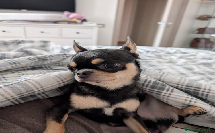 Chihuahua cani a Libero consorzio comunale di Caltanissetta - Annuncio 1