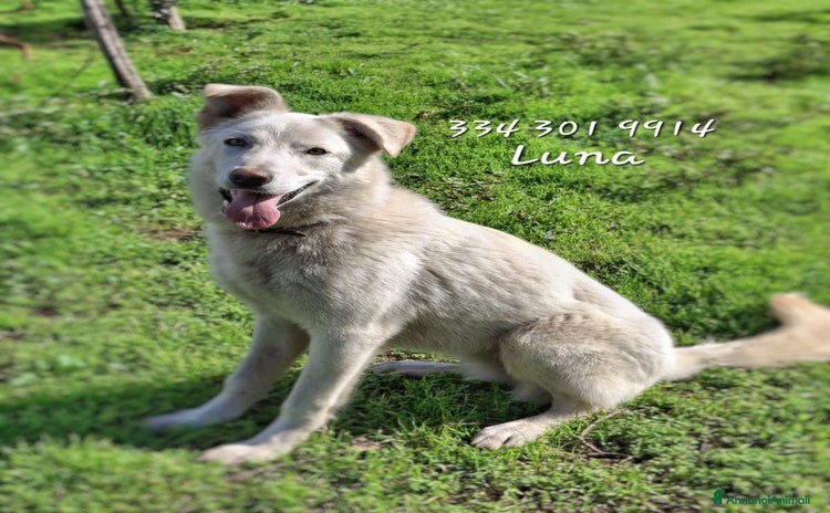 Meticcio cani LUNA 🩷 - cucciola simil pastore/husky cerca casa - Annuncio 3