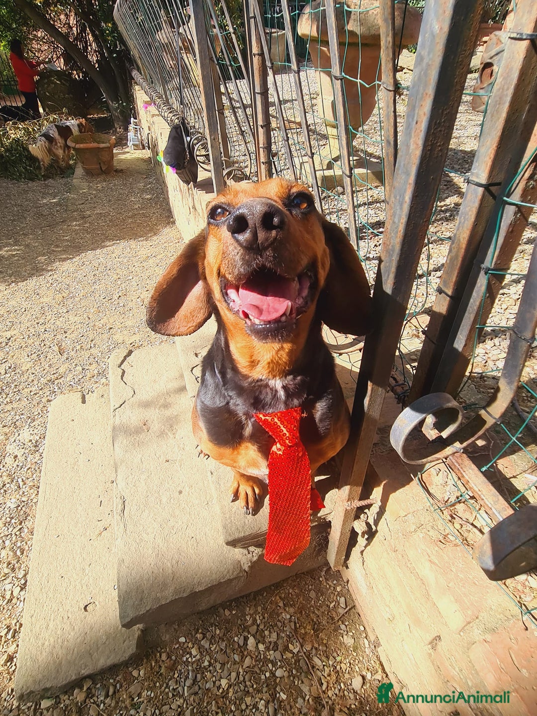 Meticcio cani in regalo: PIPPO, buffo nanetto invisibile. - Annuncio 3