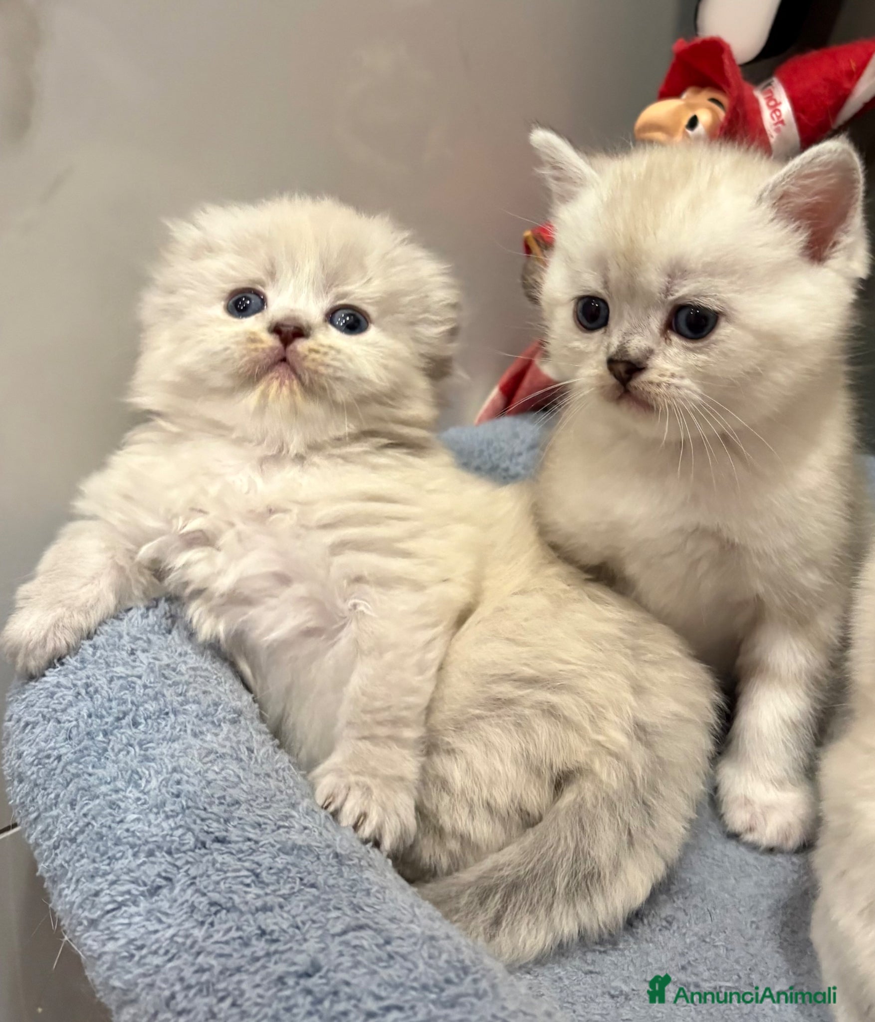 British gatti Scottish fold sthrait  - Annuncio 1